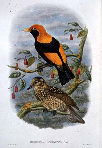 Sericulus Melinus (farge litho) av William Hart