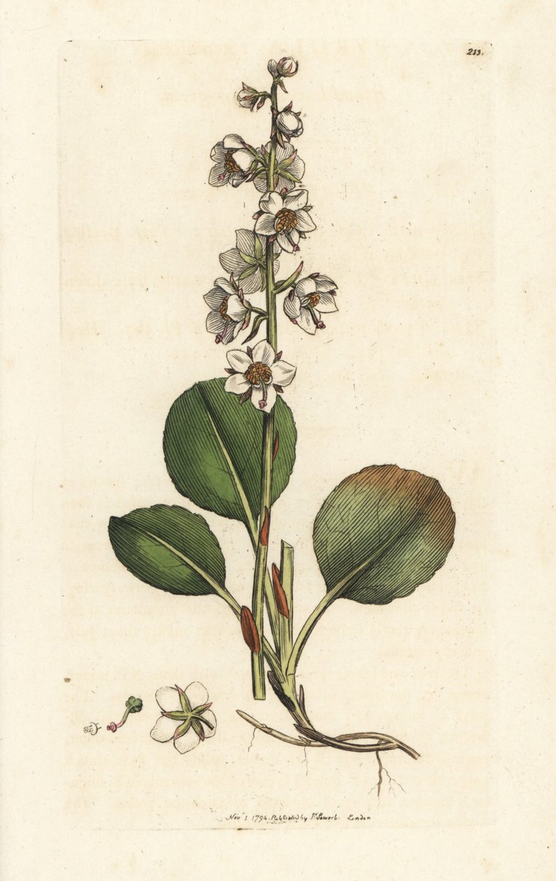 Rundbladet vintergrønn, Pyrola rotundifolia. Håndfarget kobberstikk av James Sowerby fra James Smith's English Botany, London av William Hayes