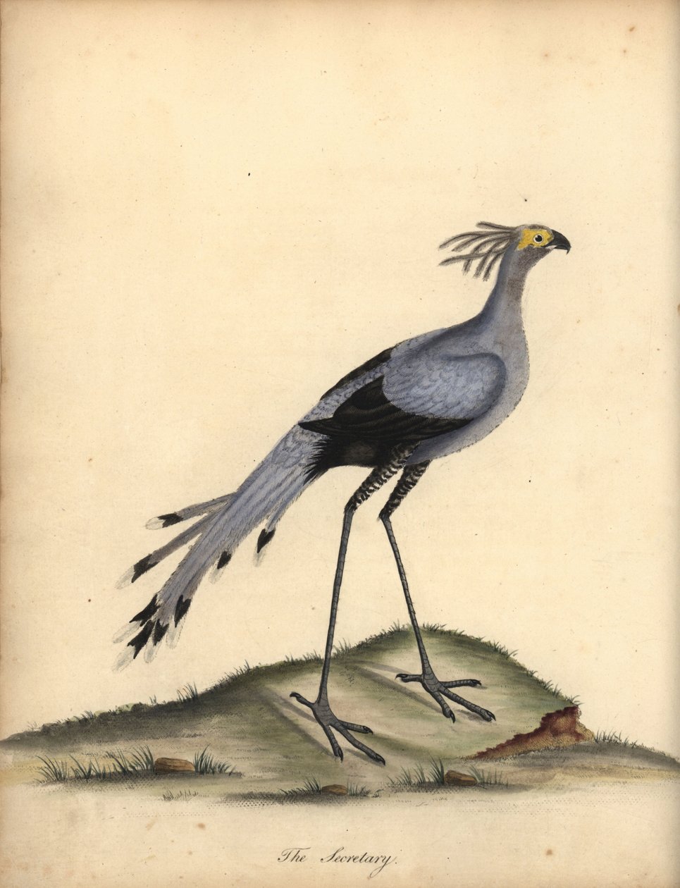Sekretærfugl, Skytten serpentarius. Sårbar. (Falco serpentarius) Håndfarget kobberstikk av en illustrasjon av William Hayes fra Portraits of Rare and Curious Birds from the Menagery of Osterly Park. av William Hayes