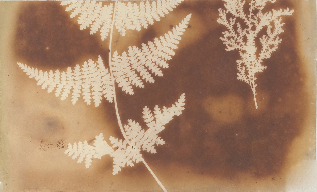 1. Lammelse. 2. Alga, 1839. av William Henry Fox Talbot