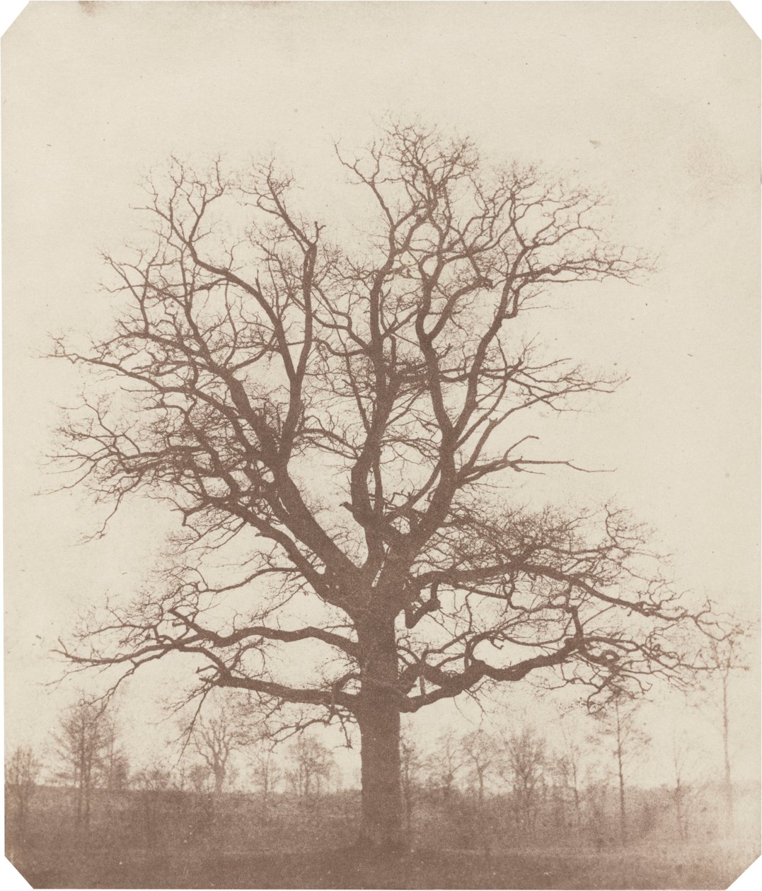  av William Henry Fox Talbot