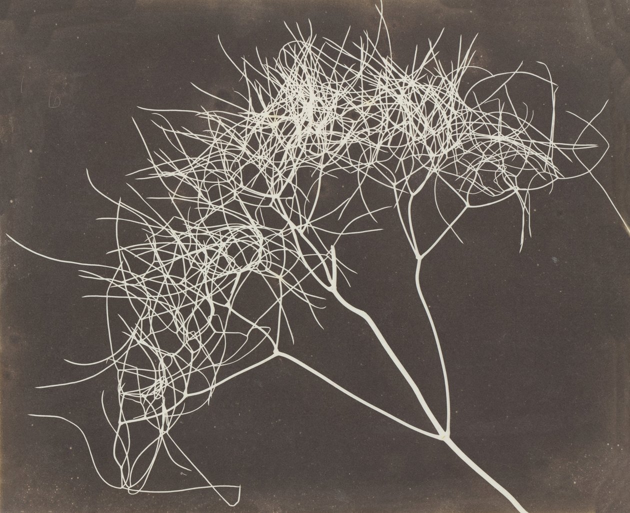 [Vill fennikel], 1841-42. av William Henry Fox Talbot