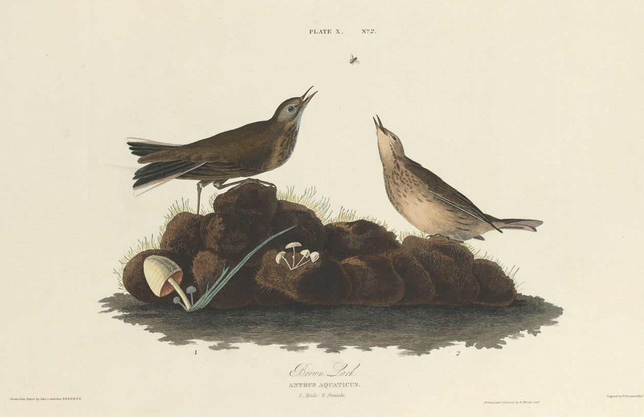 Brun lerke, 1827. av William Home Lizars