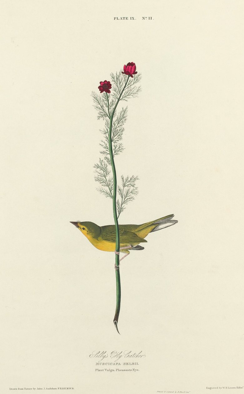 Selbys fluefanger, 1827. av William Home Lizars