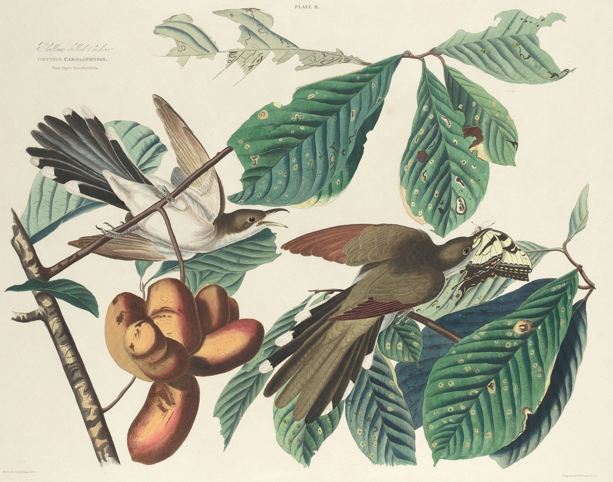 Gulnebbgjøk, 1827. av William Home Lizars