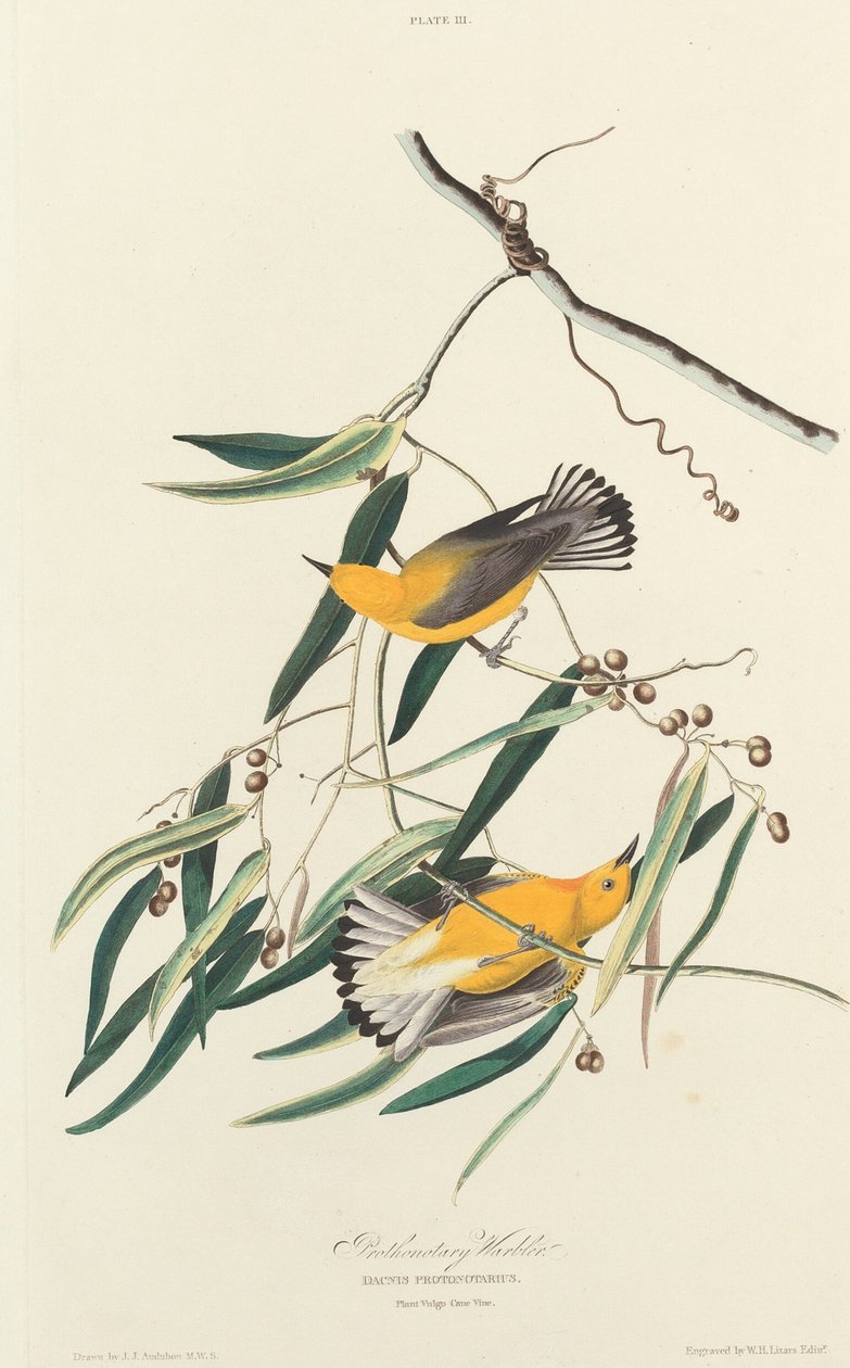 Protontær barballer av William Home Lizars after John James Audubon