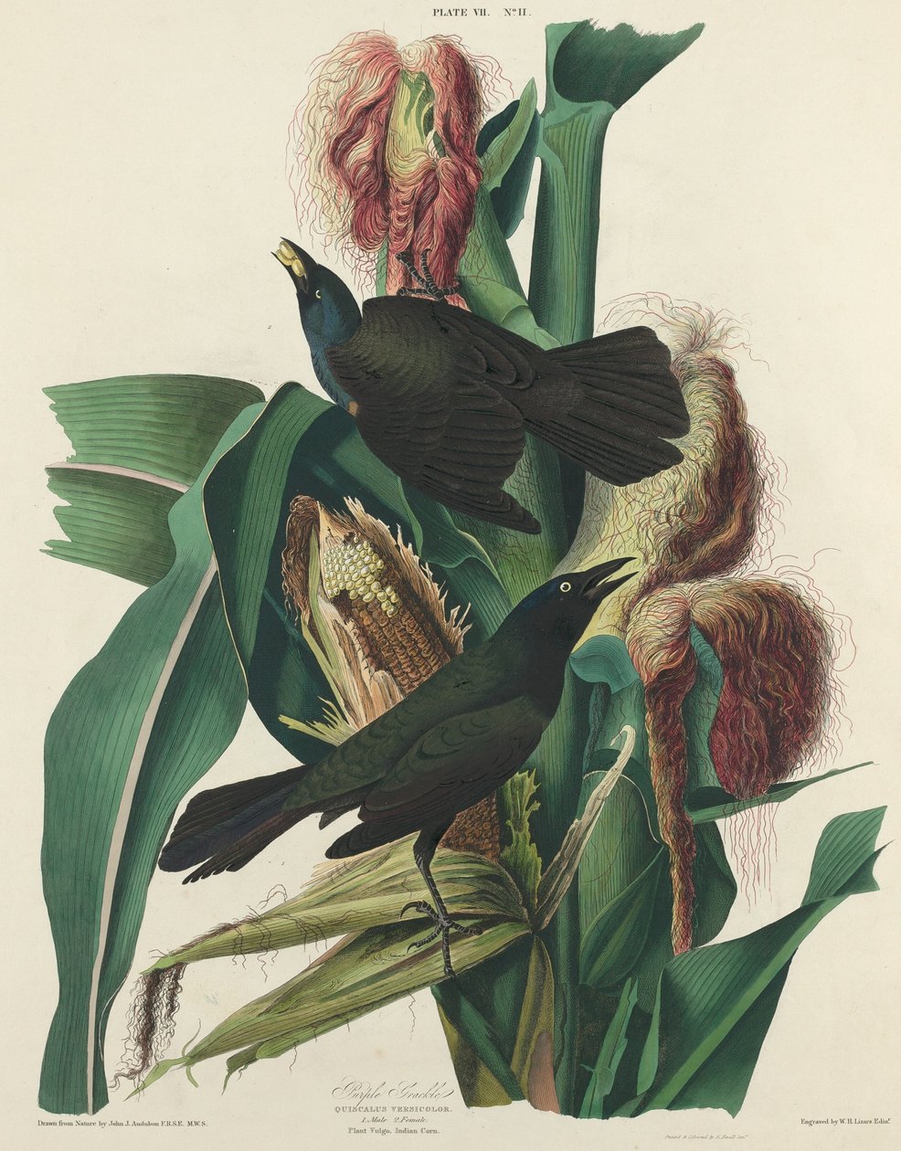 Lilla Grackle av William Home Lizars after John James Audubon