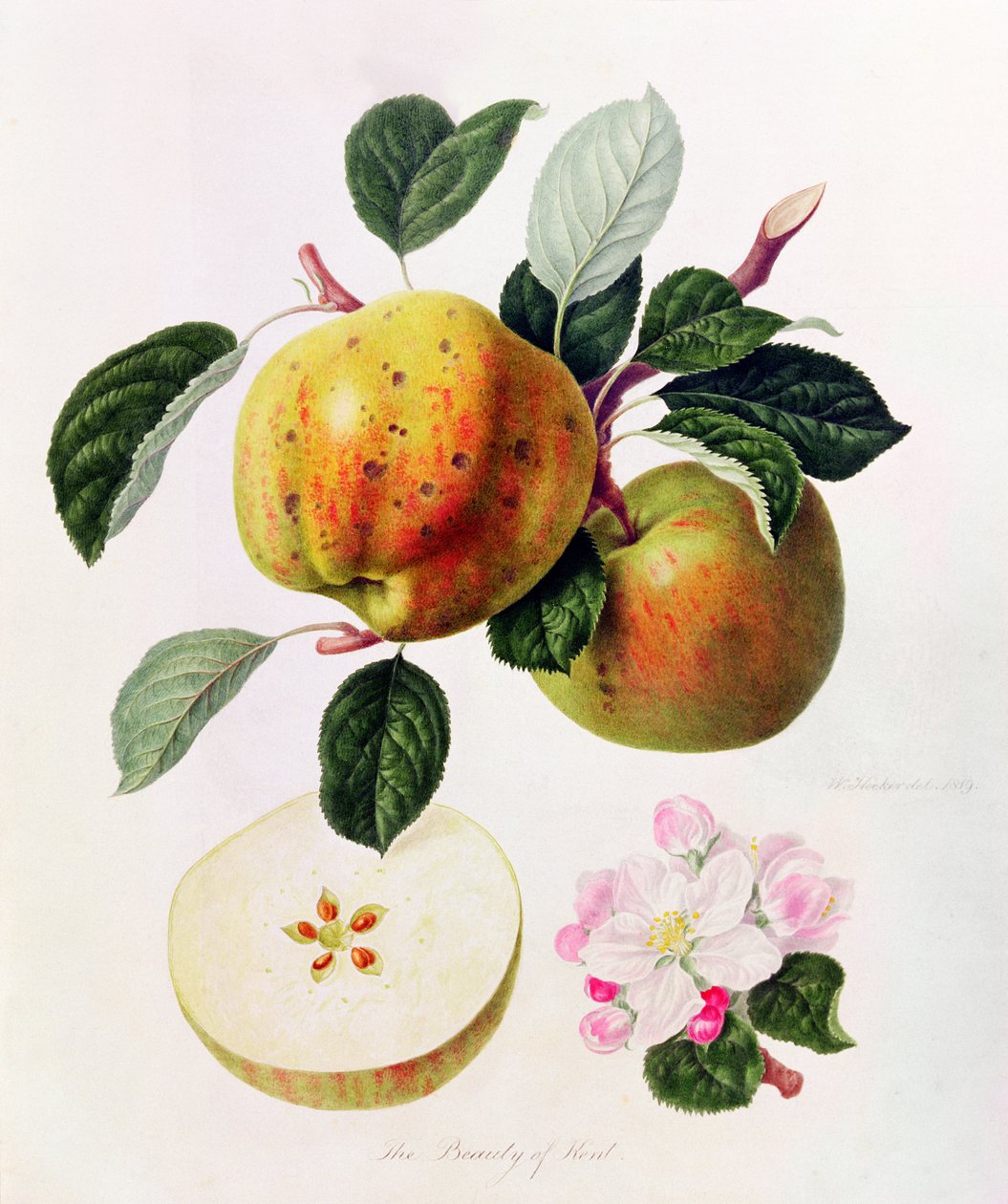 The Beauty of Kent, 1819 av William Hooker