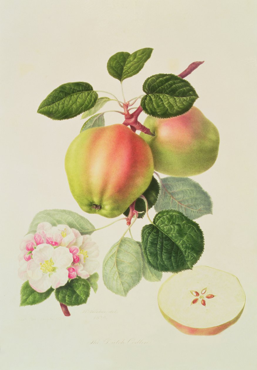 Den nederlandske Codlin, 1820 av William Hooker