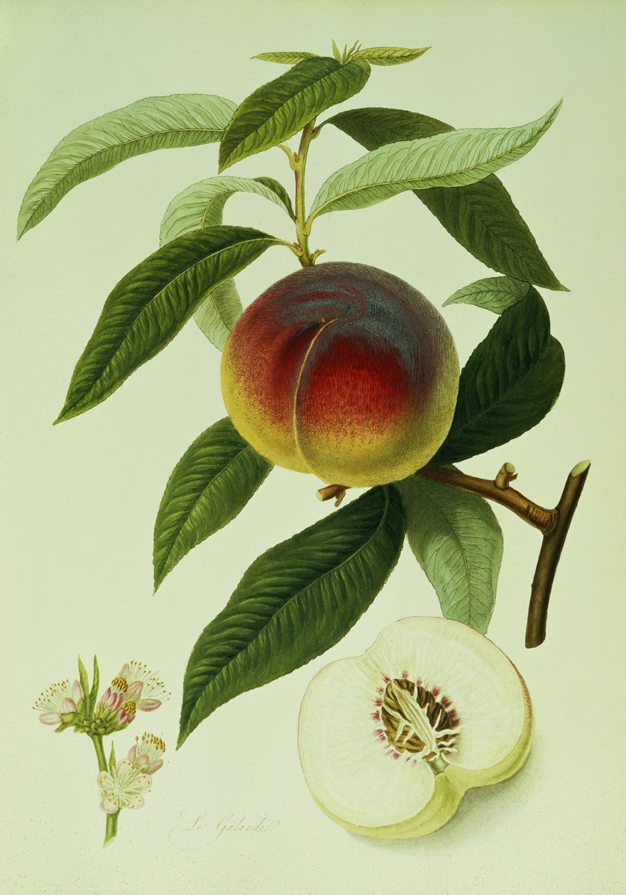 The Galande Peach (fargelitografi) av William Hooker