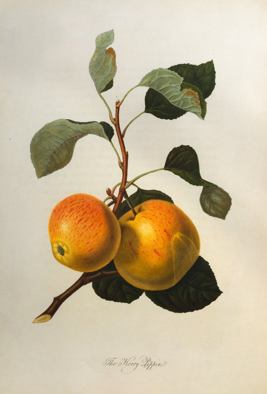 Kerry Pippin, fra "Pomona Londinensis", 1818 av William Hooker