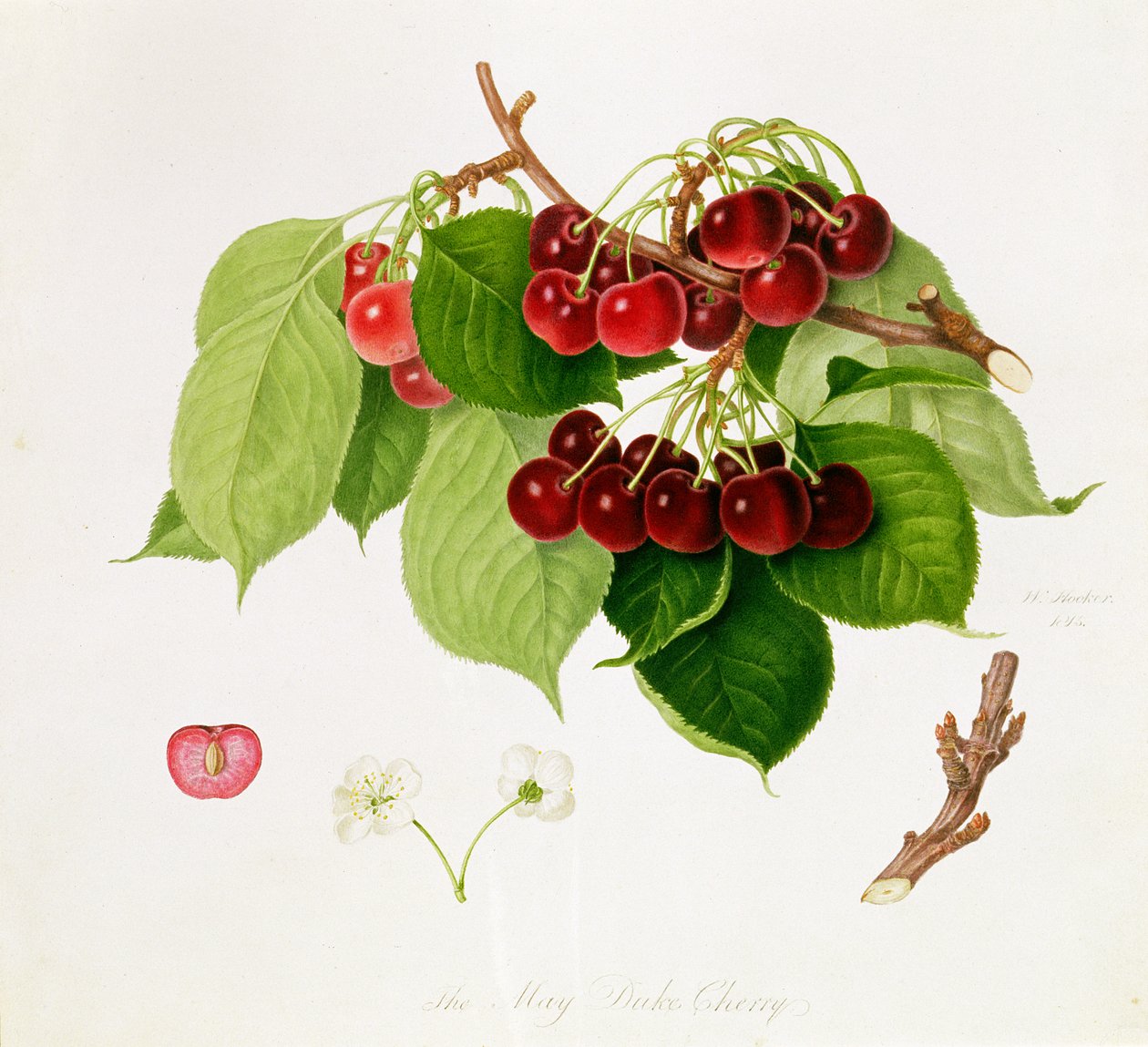 May Duke Cherry, 1815 av William Hooker