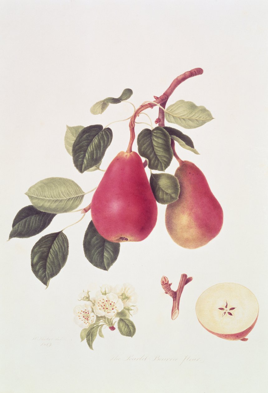 The Scarlet Beurree Pear, 1819 av William Hooker