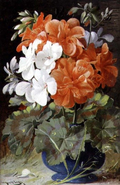Pelargonier av William Jabez Muckley