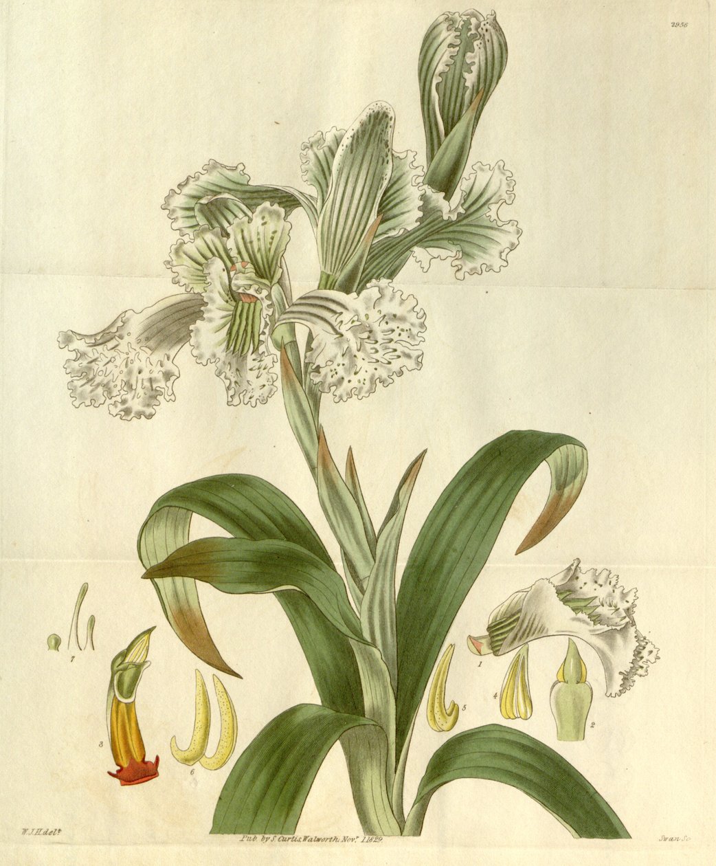 Chloraea bletioides av William Jackson Hooker