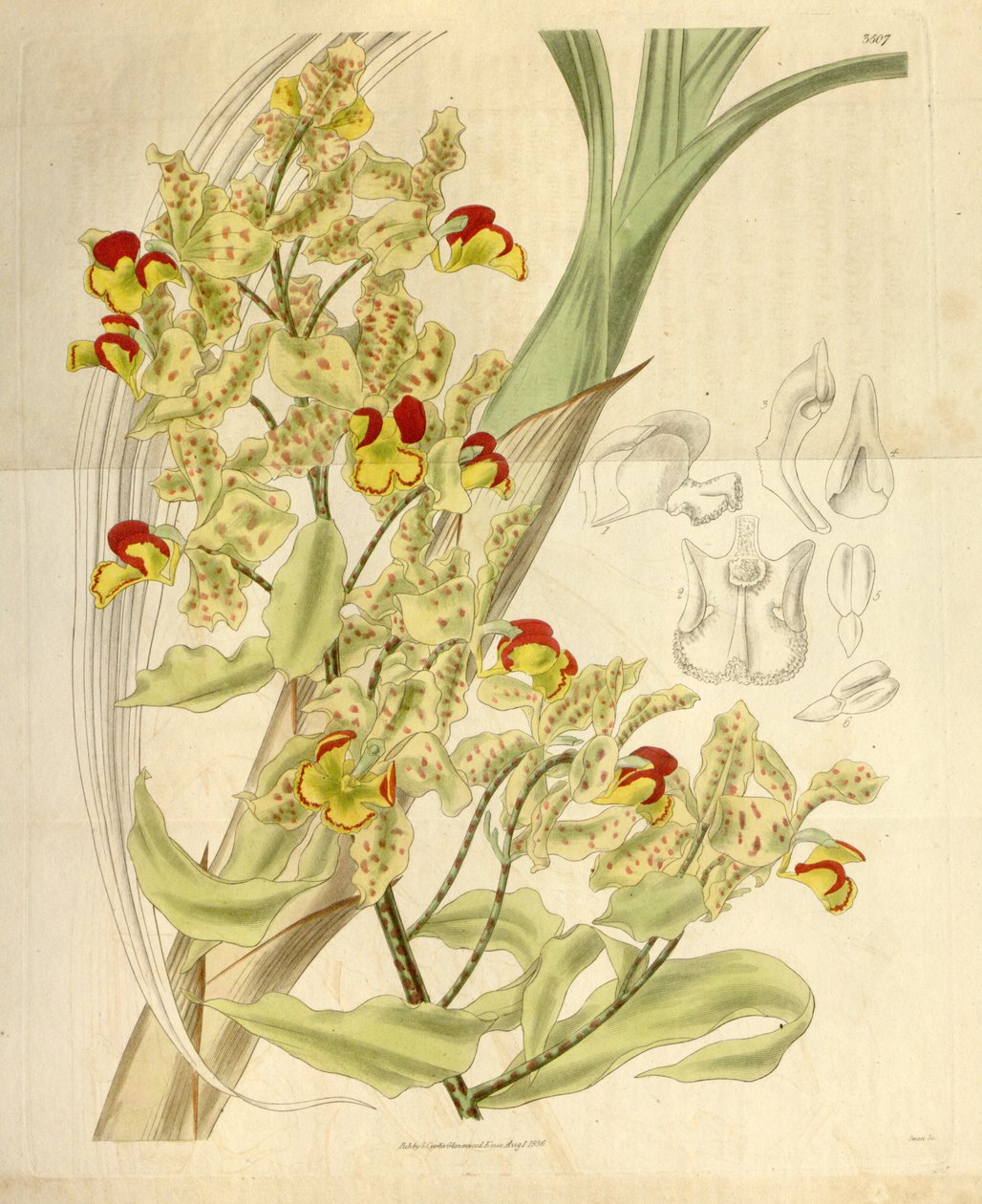 Cyrtopodium punctatum av William Jackson Hooker