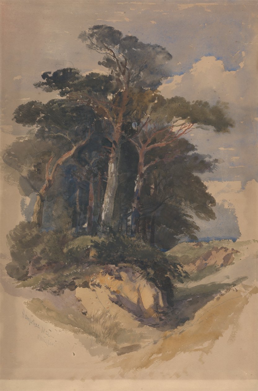 Pines på Hampstead Heath av William James Muller
