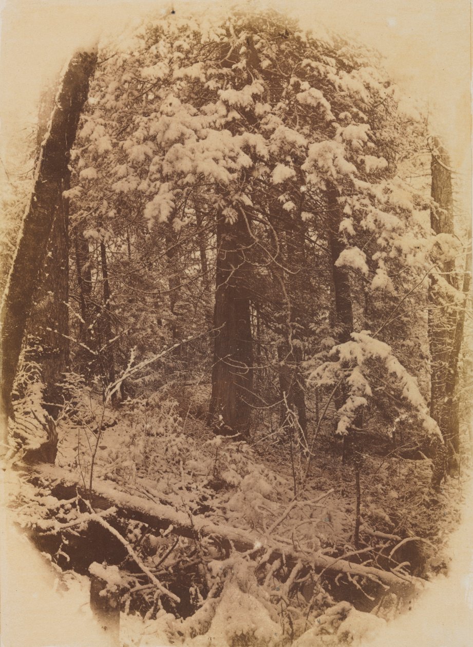 Uten tittel (skog i snø) av William James Stillman