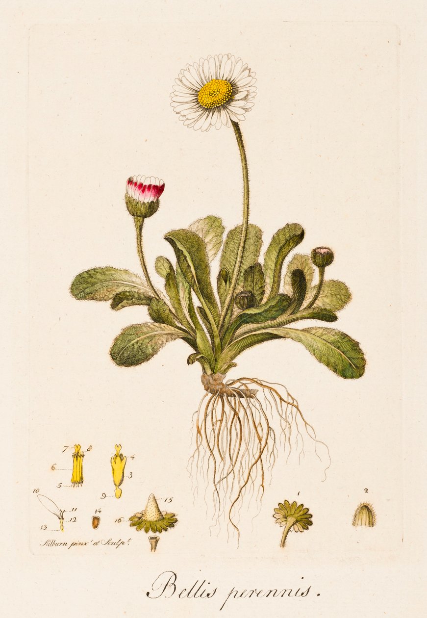 Flerårige kriger, Daisy, c1770-1790. av William Kilburn