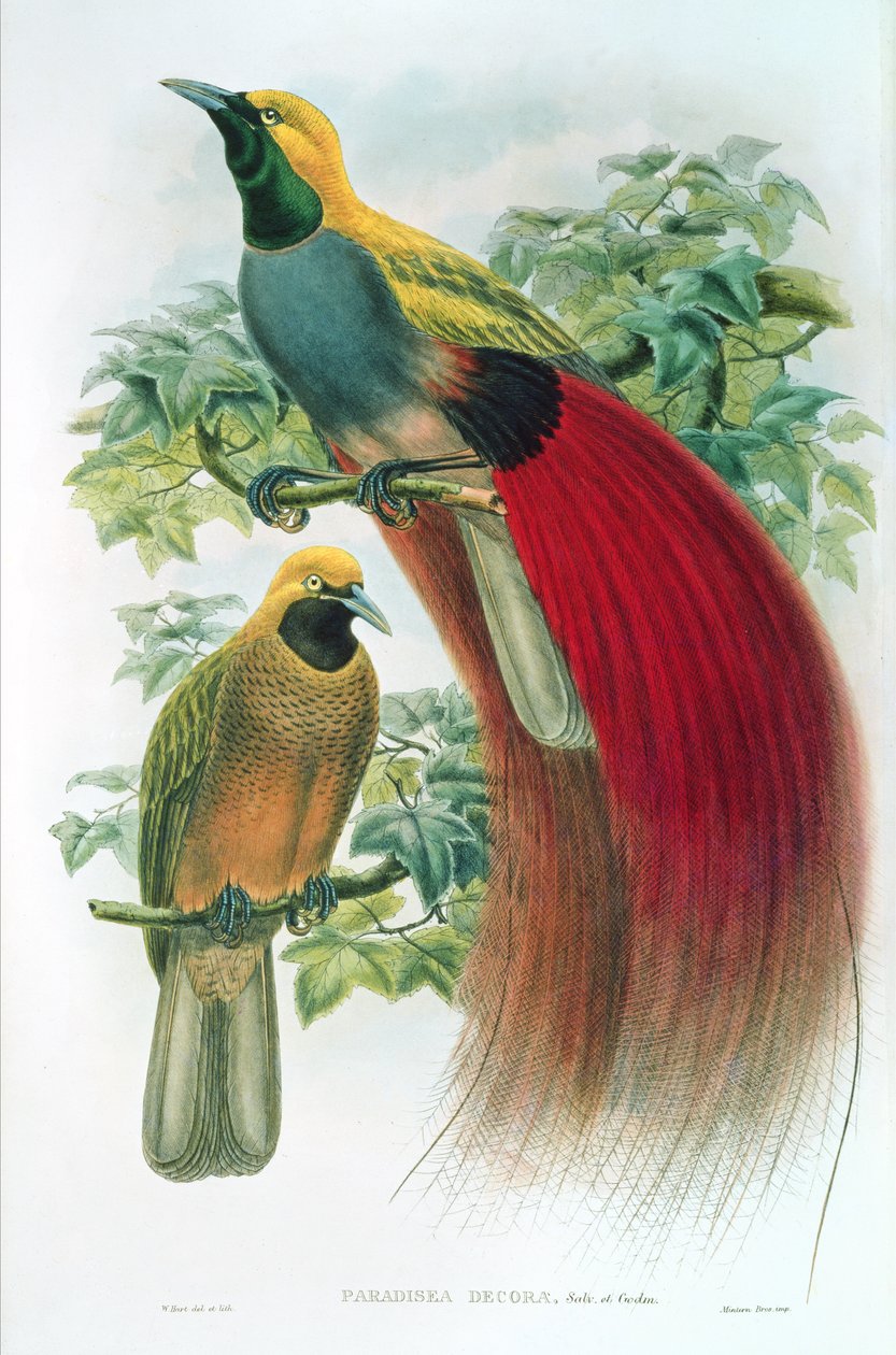 Paradisea Decora av William M. Hart