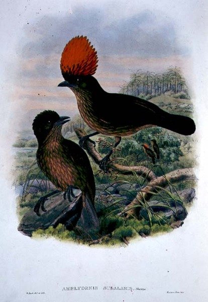 Amblyornis Subalaris (farge litho) av William Matthew Hart