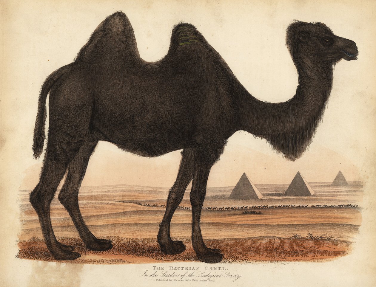 Bactrian kamel, Camelus bactrianus. av William Smellie