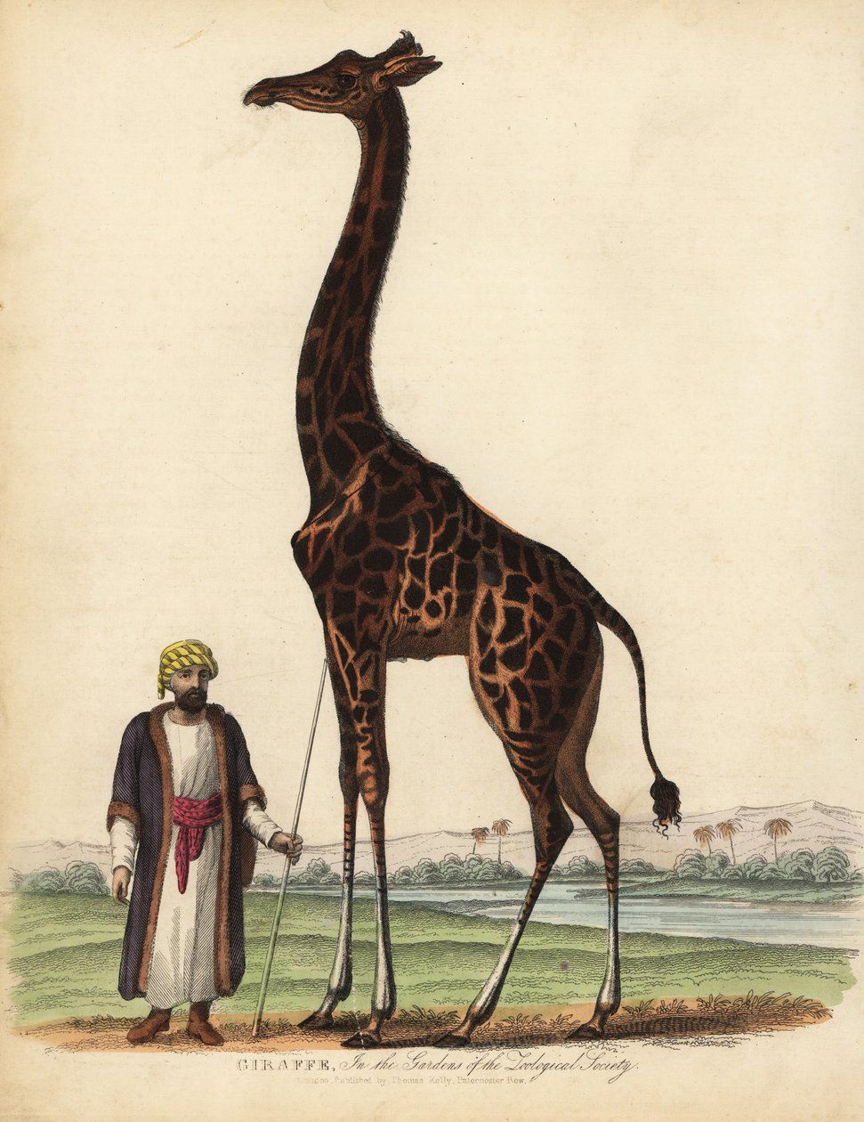 Giraffe, Giraffa camelopardalis. av William Smellie