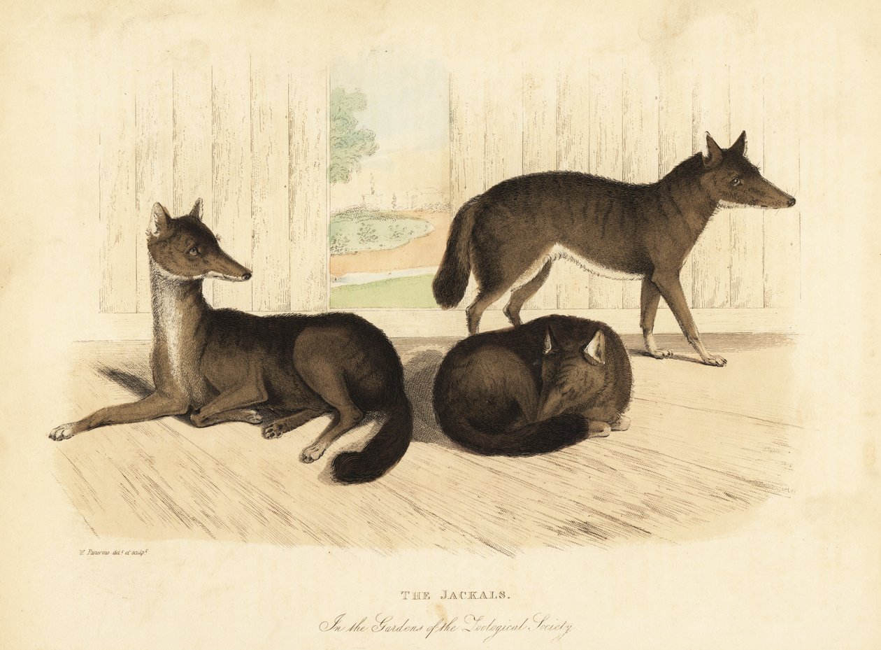 Gulsjakal, Canis aureus. av William Smellie