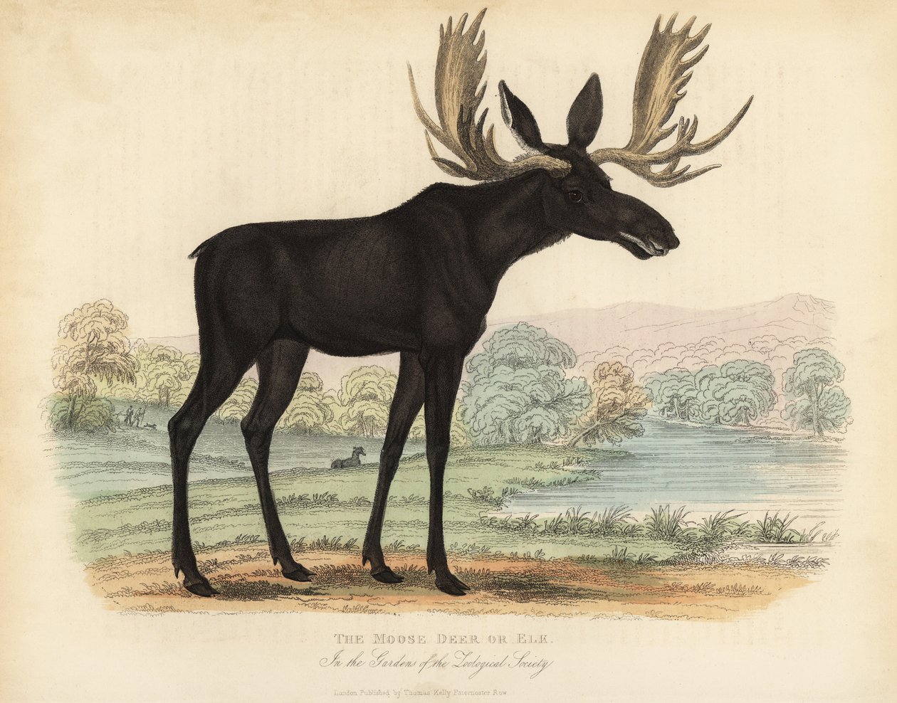 Elg eller elg, Alces alces. av William Smellie