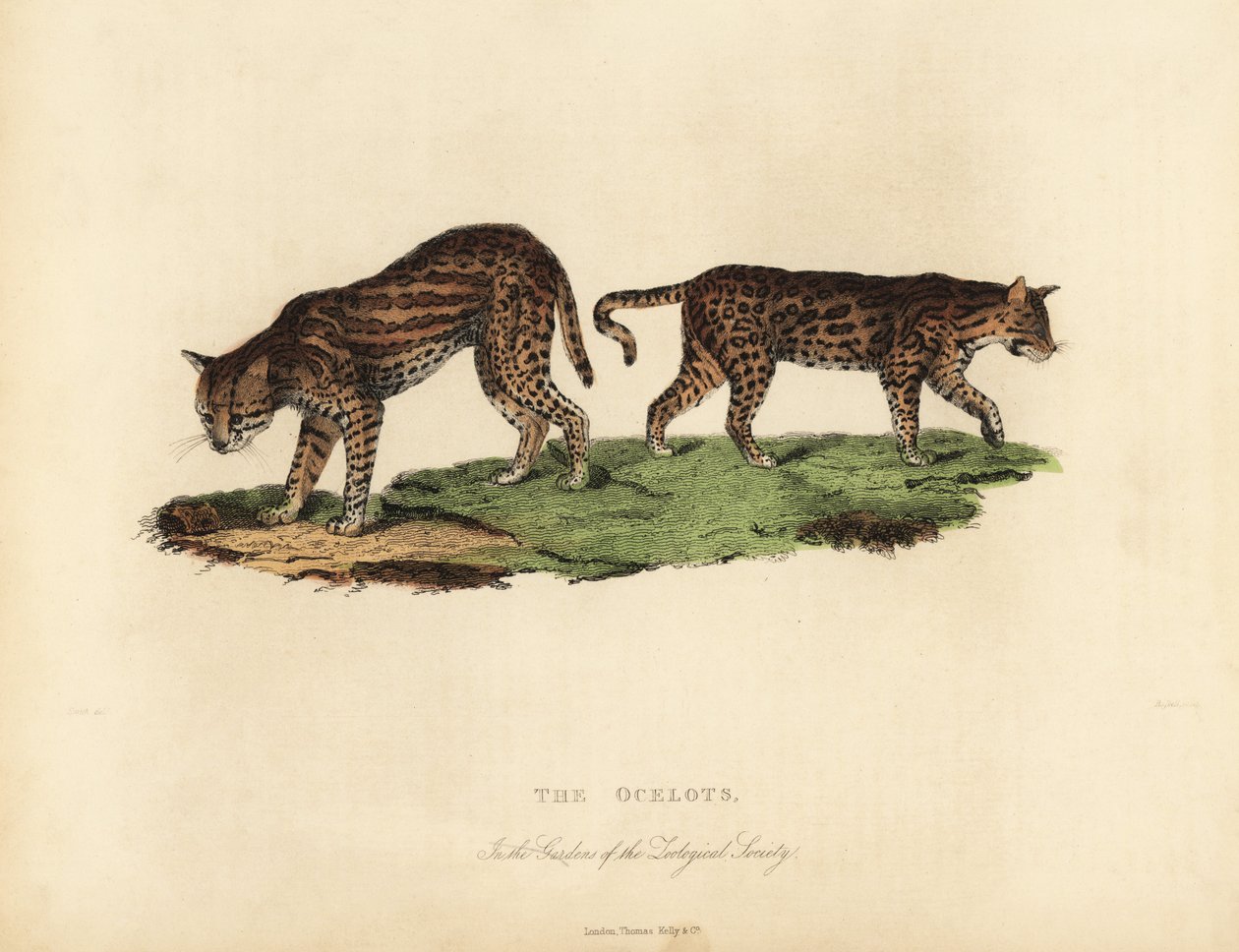 Ocelot, Leopard av William Smellie