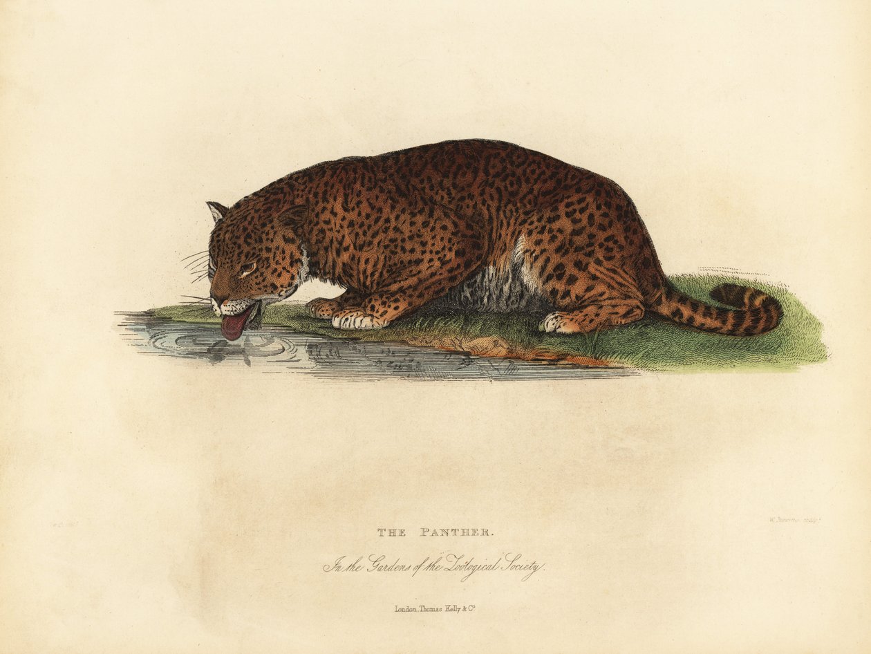 Panther, Panthera pardus og Panthera onca. av William Smellie