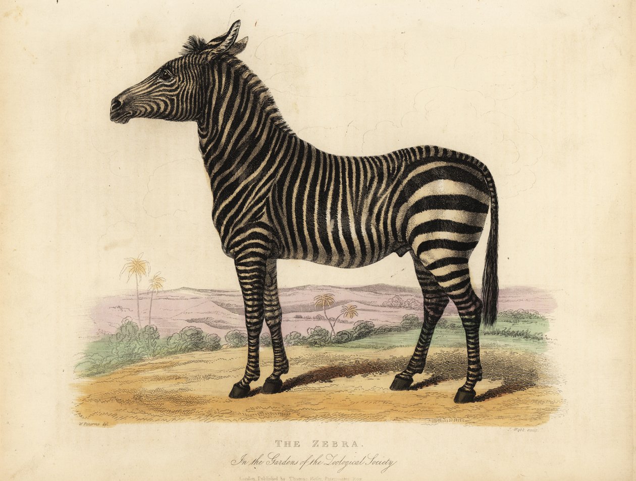 Plains sebra, Quagga-hest. av William Smellie