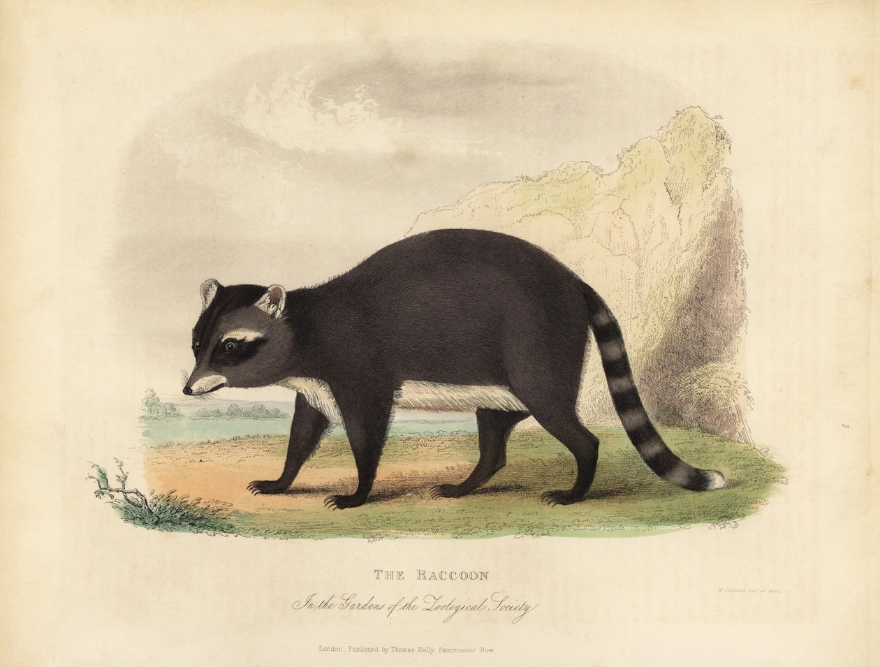 The Raccoon, Procyon lotor. av William Smellie