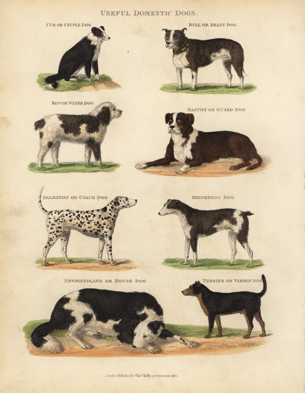 Nyttige tamhunder, Canis lupus familiaris. av William Smellie