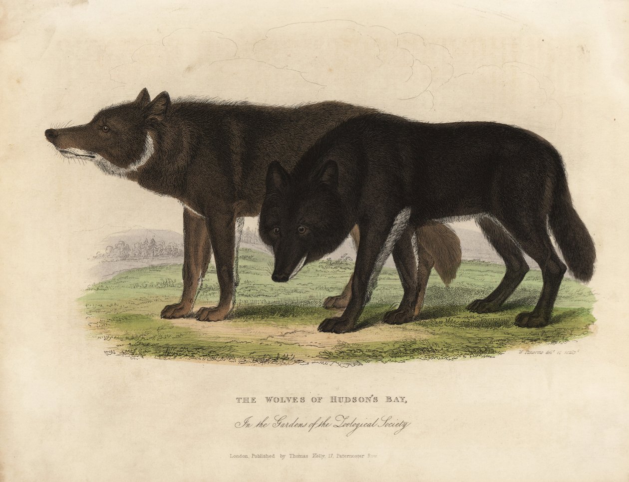 Wolves of Hudson Bay, Canis lupus. av William Smellie
