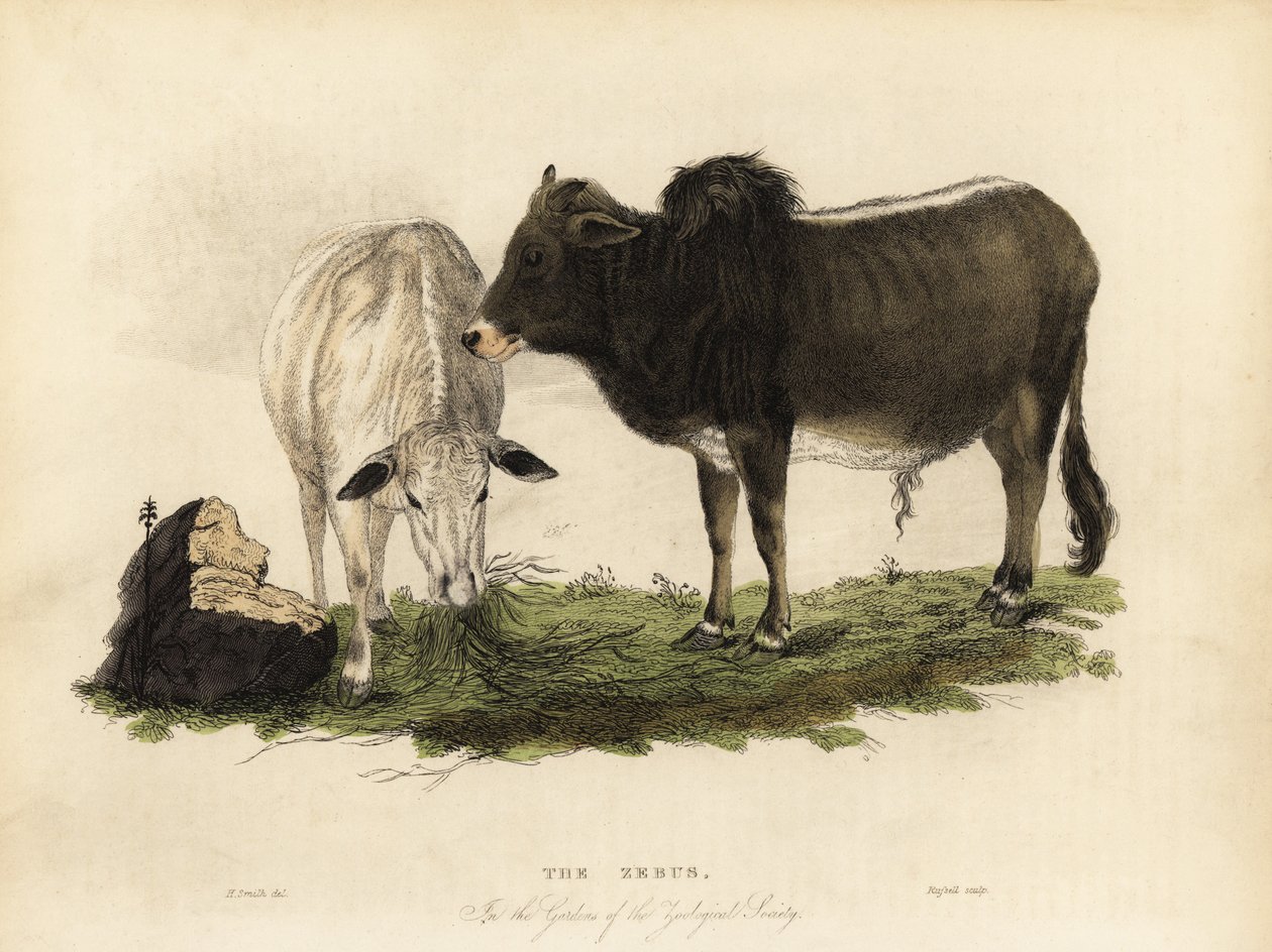 Zebu, den indiske bos. av William Smellie