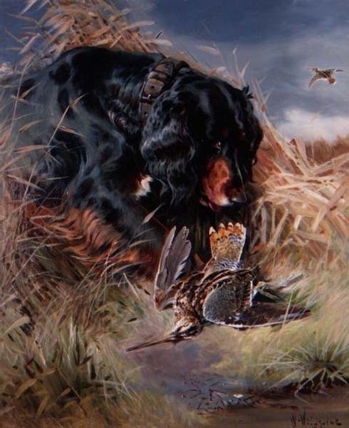 Gordon Setter blant siv av William Woodhouse