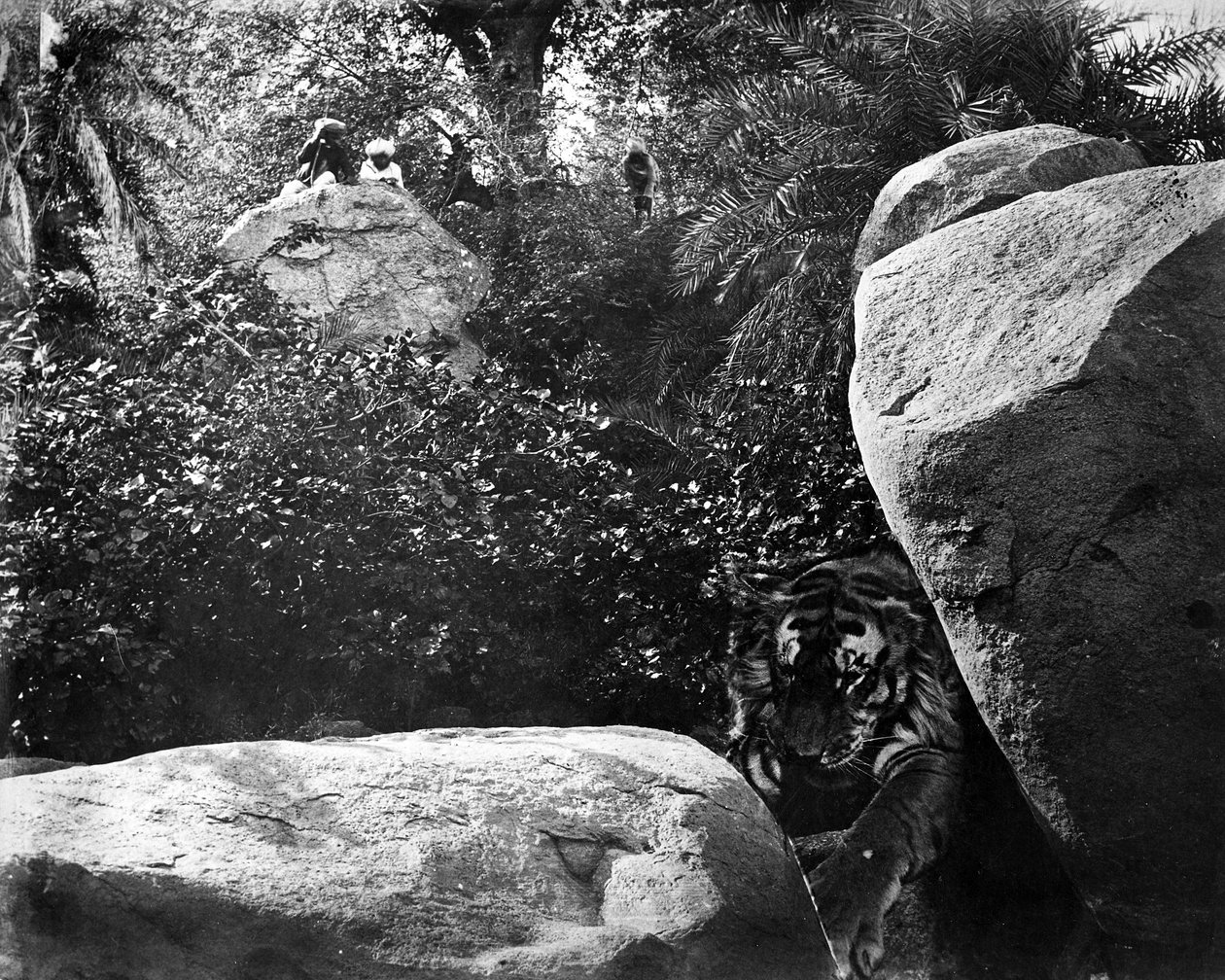 Tiger Hunting, India, ca. 1870-tallet av Willoughby Wallace Hooper