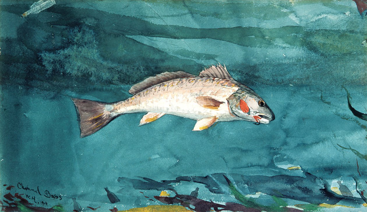 Channel Bass, 1904. av Winslow Homer