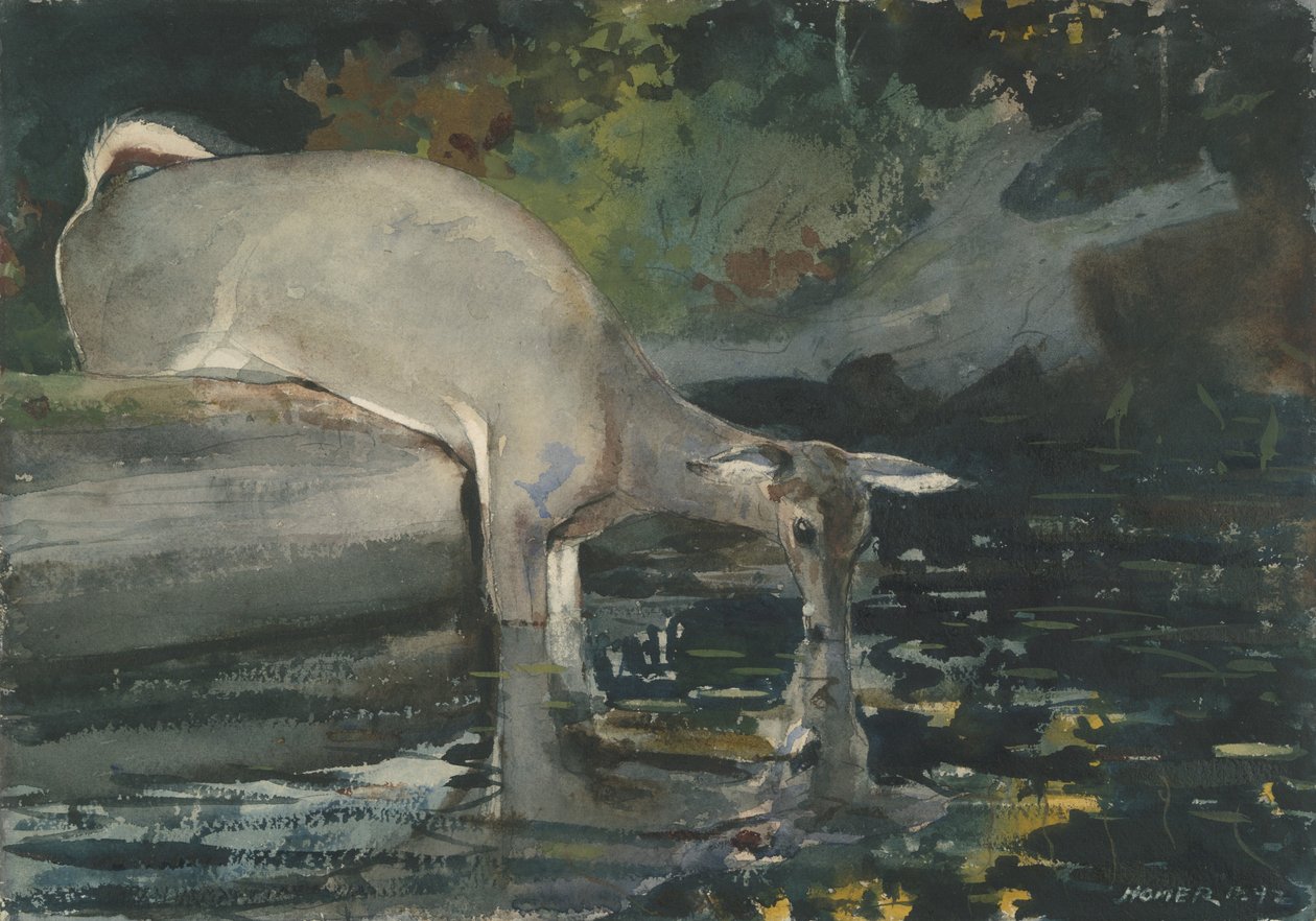 Deer Drinking, 1892 (wc på papir) av Winslow Homer