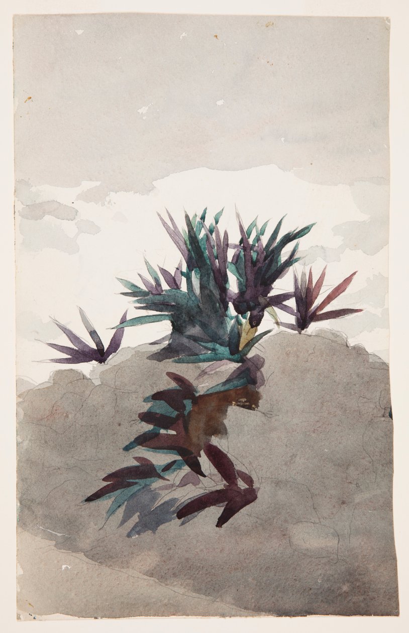 Hillside with Clumps of Maguey   1258169   no       norwegian Successfully Translated  Original: Gezicht op een oosterse stad in een dal Translat: Gezicht op een oosterse stad in een dal 1379608 no norwegian Successfully Translated Original: Castle on a Hi av Winslow Homer