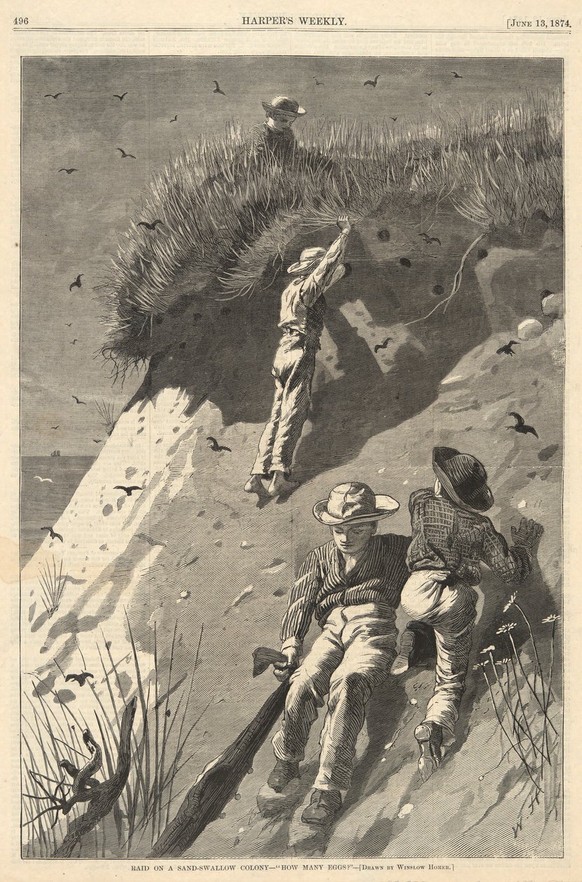 Raid på en sand-svalekoloni av Winslow Homer