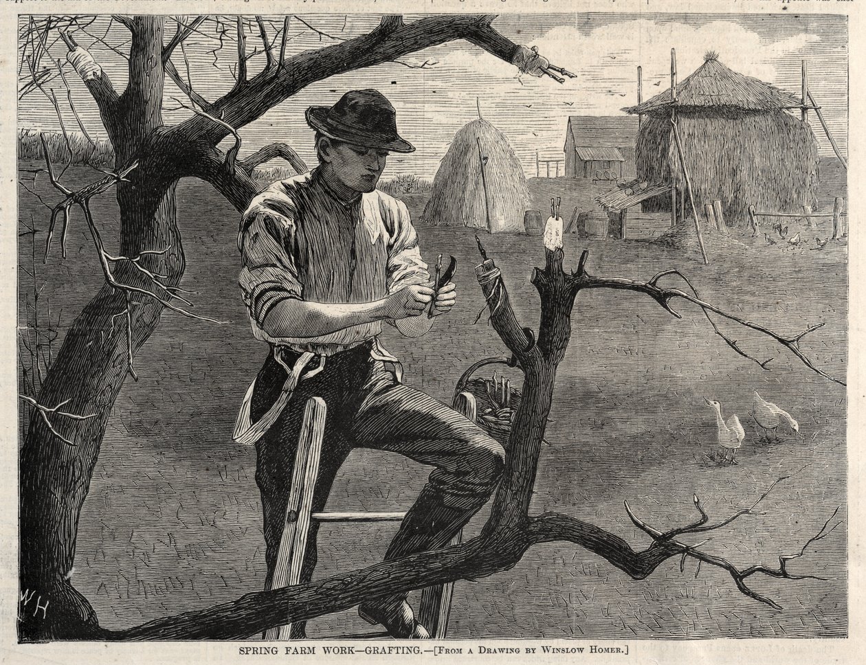 Spring Farm Work - Poding, 1870. av Winslow Homer