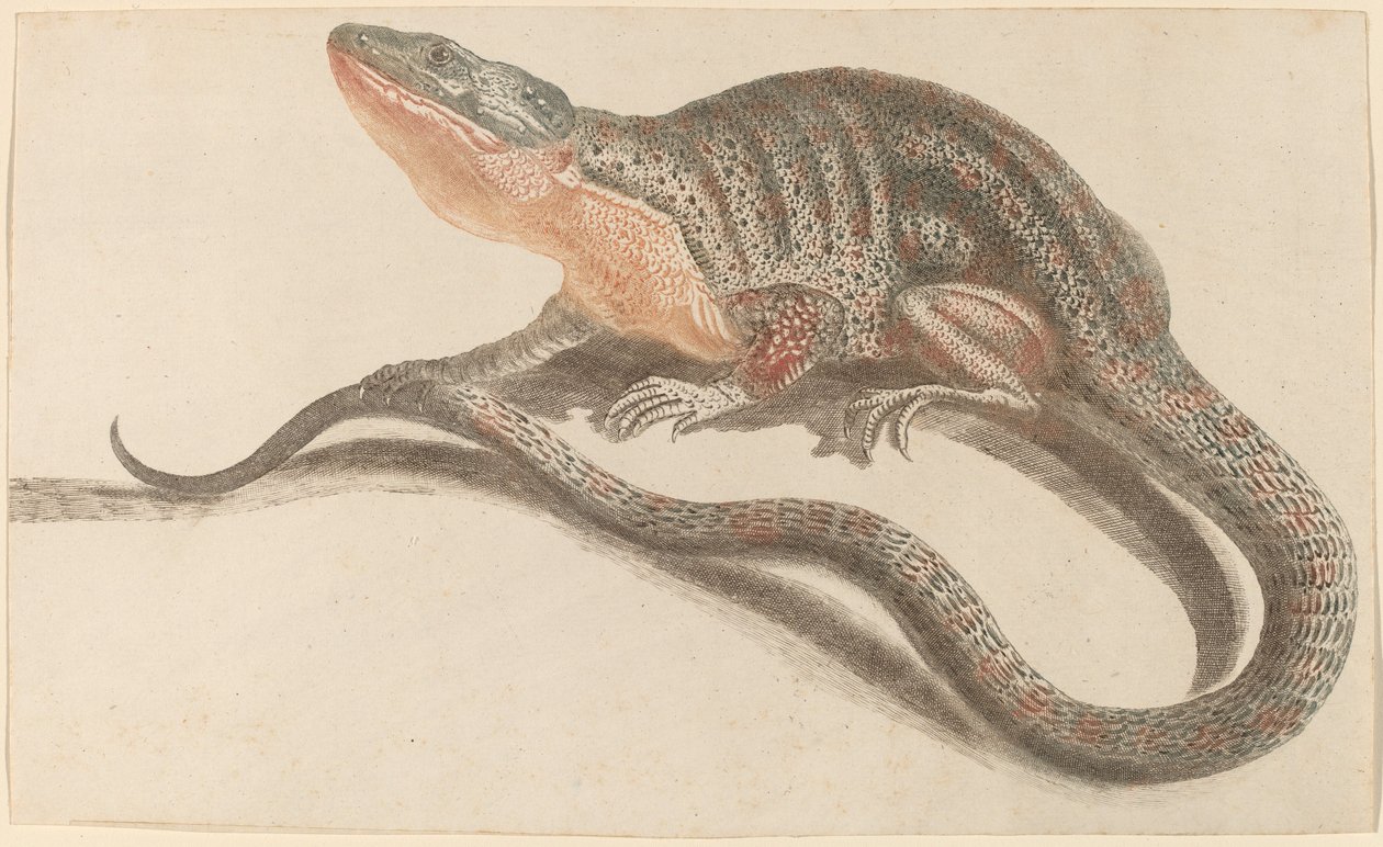 Øgle av Workshop of Johann Teyler