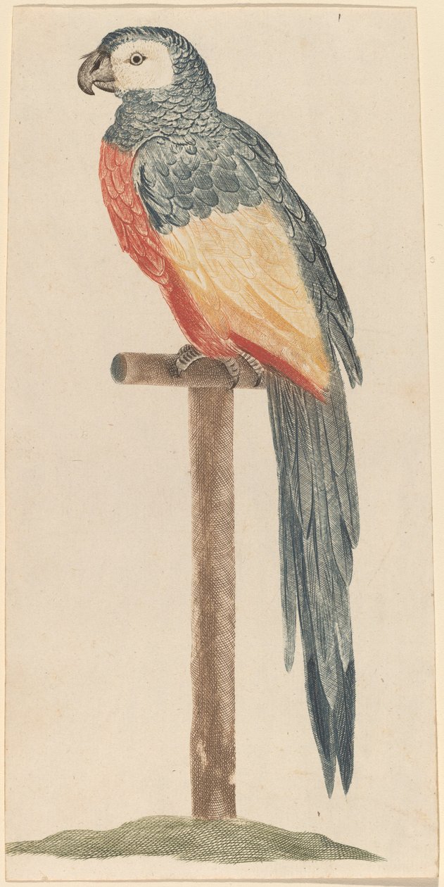 Papegøye, 1680-1690-tallet. av Workshop of Johann Teyler