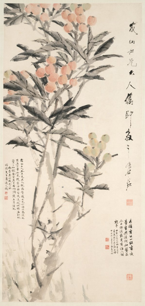 Pipa (Loquats) av Xugu
