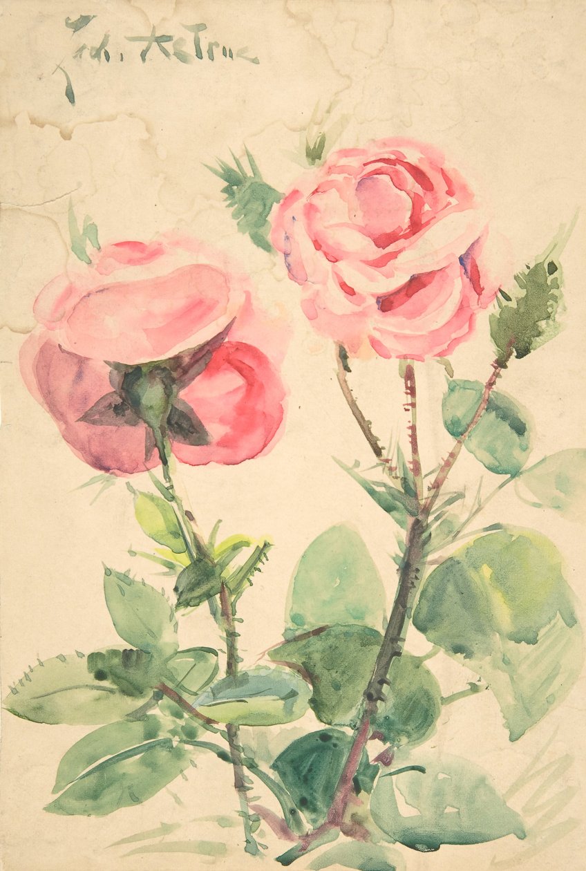 To roser, ca. 1884-1904. av Zacharie Astruc