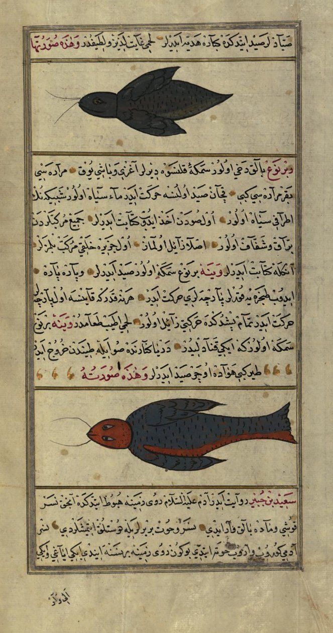 To merkelige fisk fra Vaynah (Vinah) havene av Zakariya al Qazwini