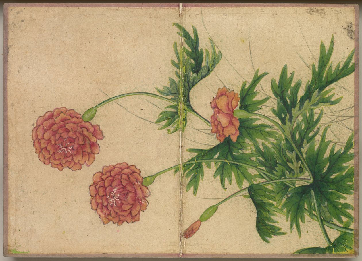 Skrivebordsalbum: Blomster- og fuglemalerier (Peon) av Zhang Ruoai