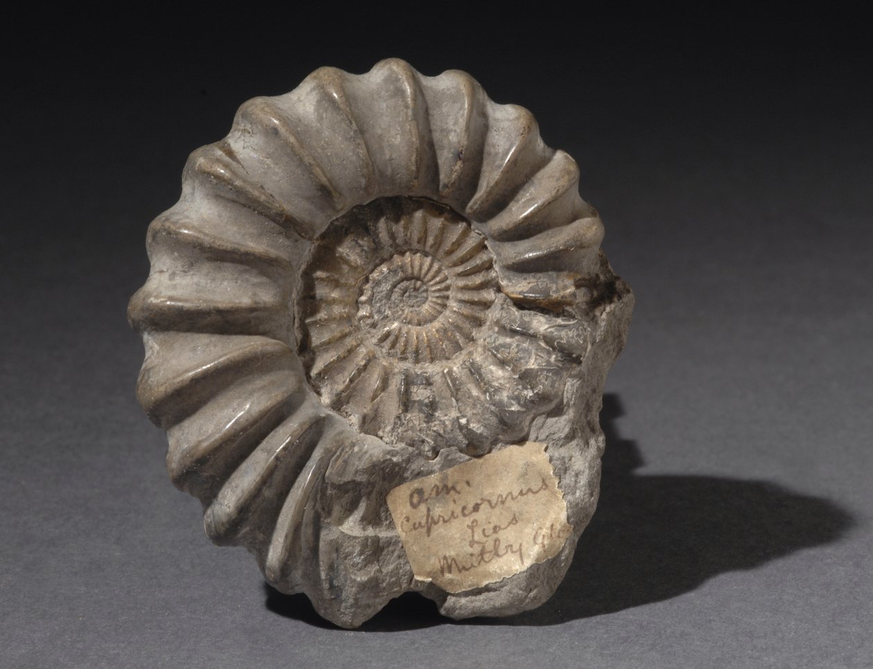 Ammonittfossil, omtrent 185 millioner år gammel (bilde) av Hippolyte Lalaise Devéria